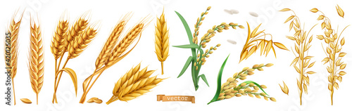 Wheat, barley, oats, rice. 3d realistic vector set
