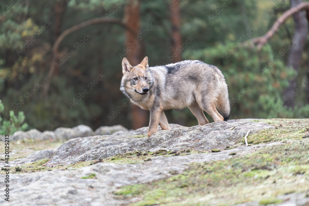 Lone wolf (Canis lupus) running in autumn forest Czech Republic Lone wolf (Canis lupus) running in autumn forest Czech Republic