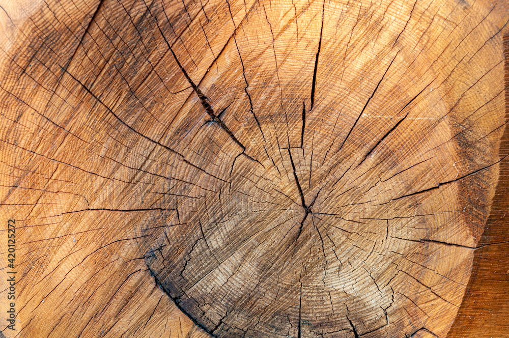 Fototapeta premium Tree ring pattern close up, woody background