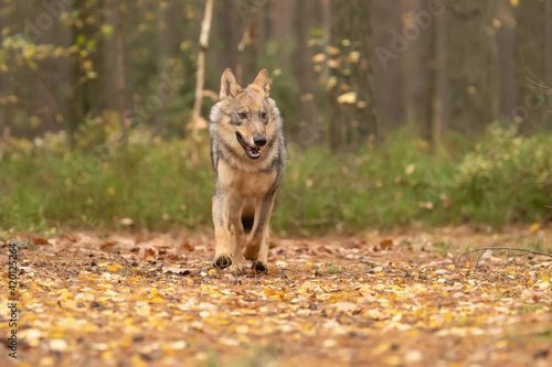 Lone wolf (Canis lupus) running in autumn forest Czech Republic
