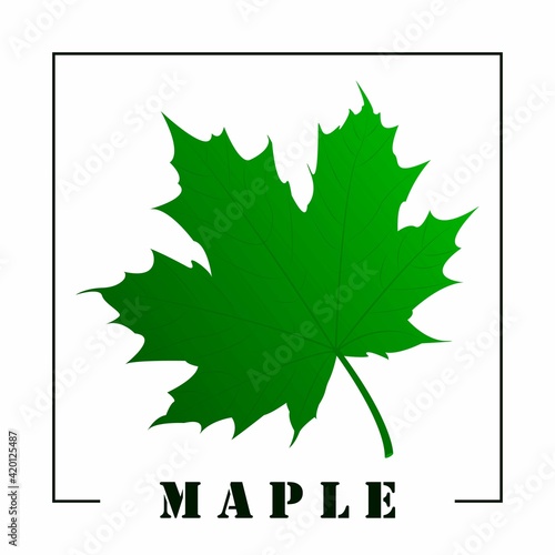 Green maple leaf and signature maple tree. Design element. Vector flat illustration.