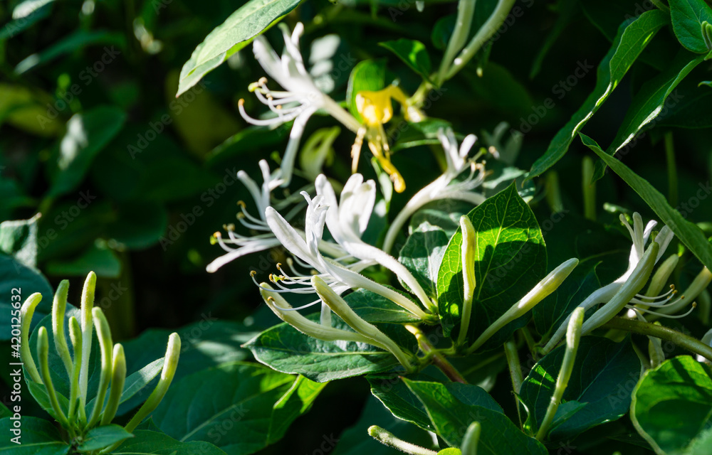 Obraz premium Lonicera japonica, known as Japanese honeysuckle and golden-and-silver honeysuckle. Evergreen flowering fragrant liana possibly Lonicera giraldii. Close-up of white and yellow flower. Selective focus