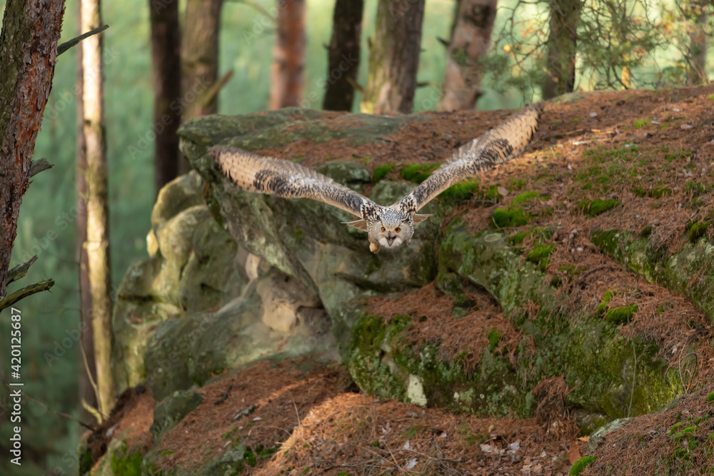 A great strong brown owl with huge red eyes flying through the forest on a red and green trees background. Eurasian Eagle Owl, Bubo bubo. A great strong brown owl with huge red eyes flying through the forest on a red and green trees background. Eurasian Eagle Owl, Bubo bubo.