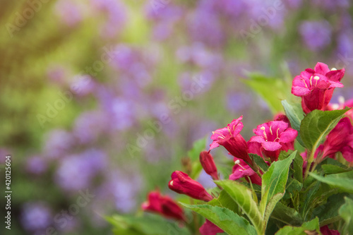 Closeup blooming pink flowers of weigela on green and blue background. Space for text