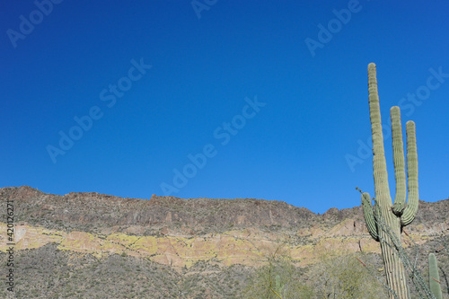 Saguaro cacti and desert mountains © Eduardo Barraza