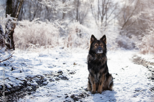 Pies. Zwierzę. Owczarek niemiecki. Rasowy pies. Szkolenie psów. Inteligentne psy. Portrety psów. Zabawa ze zwierzakiem. Słodki pies. Pupil. © anettastar
