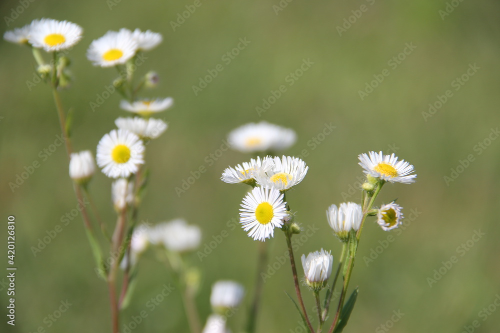 Daisies in a field Daisies in a field