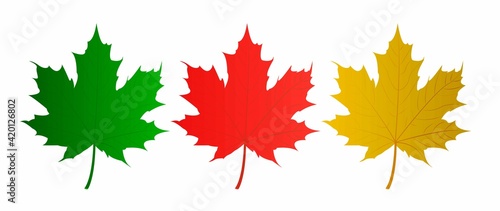 Set of vector maple leaves of different colors. Vector illustration.