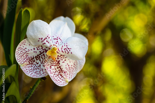 Close up view of a exotic gold white spot vanda orchid plant in bloom photo