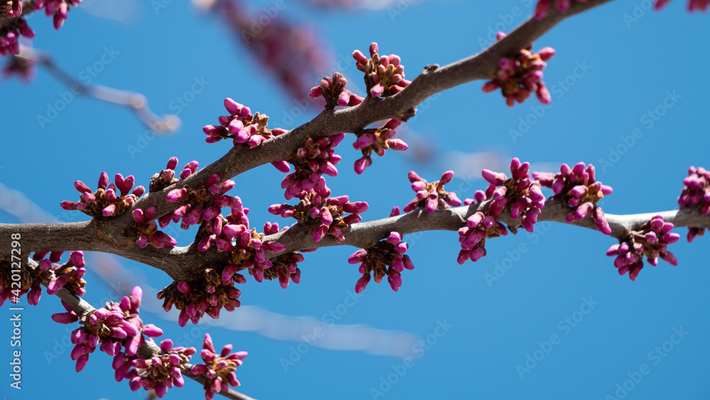 violet buds blooming in spring violet buds blooming in spring