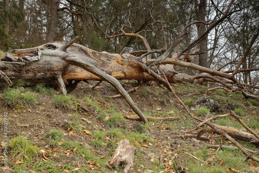 fallen tree with broken branches on a meadow in woodland