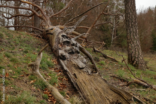 fallen tree with broken branches on a meadow in woodland