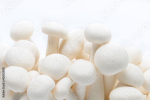 Shimeji mushroom close-up Isolated on White background. Fresh White Shimeji