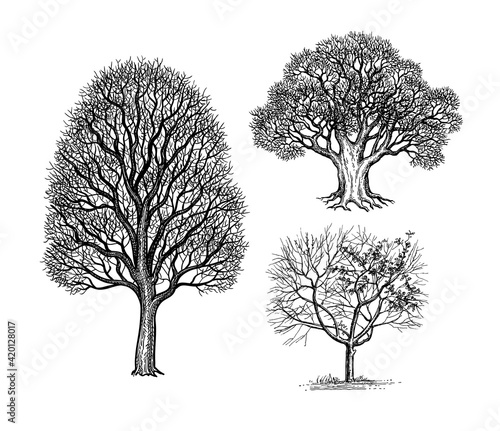 Ink sketches of winter trees.