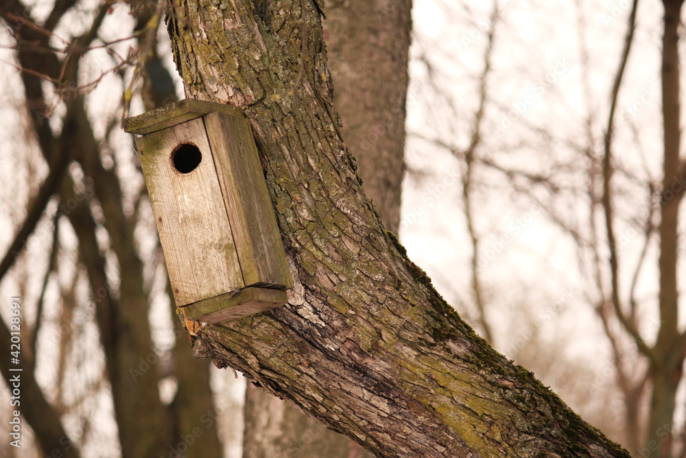 handmade small wooden bird house feeder in the park on the tree for feeding wild birds and squarels handmade small wooden bird house feeder in the park on the tree for feeding wild birds and squarels