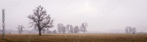 Autumn foggy landscape. Panoramic misty rural scene. Bare trees on pasture