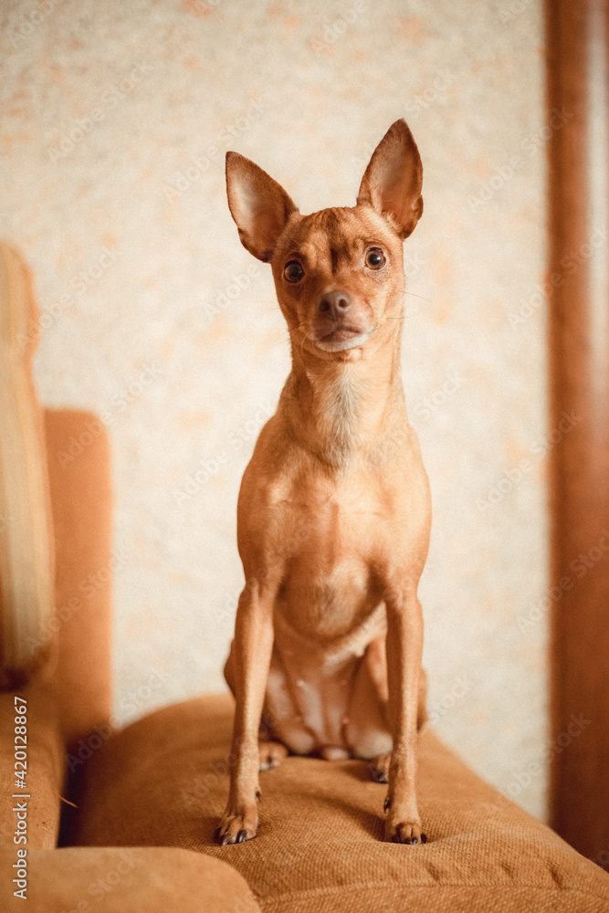 dog on the light coloured background local light red Toy Terrier