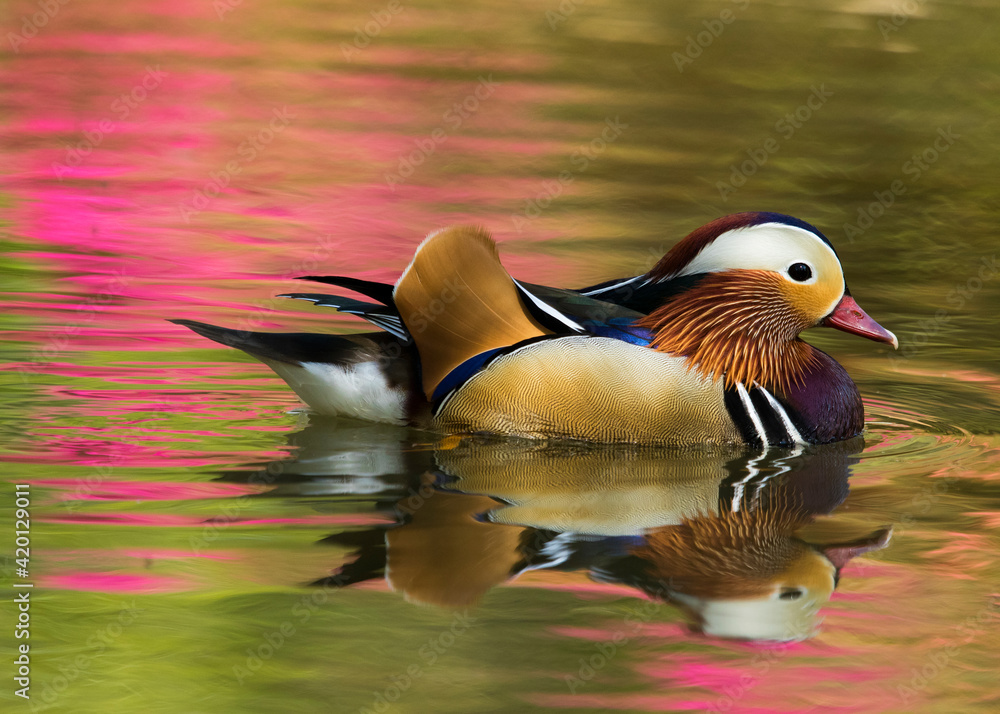 duck in the water duck in the water