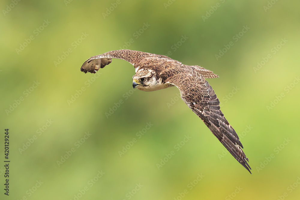 Fototapeta premium Saker falcon, Falco cherrug, in flight hunting and diving