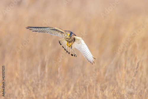 Kestrel falco tinnunculus female flying hunting