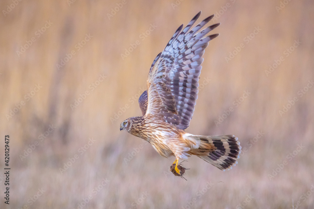 Fototapeta premium Hen harrier Circus cyaneus hunting