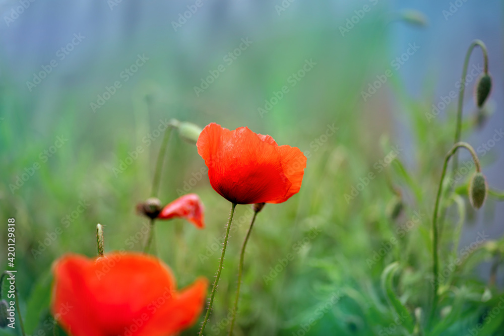 Red poppies field, vibrant poppy close up. symbol of life, remembrance and death, love and success Red poppies field, vibrant poppy close up. symbol of life, remembrance and death, love and success