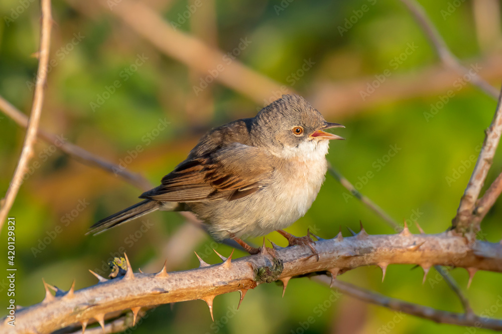 Whitethroat bird, Sylvia communis, foraging in a meadow Whitethroat bird, Sylvia communis, foraging in a meadow