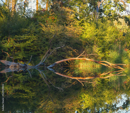 beautiful view of a fallen tree on a lake in summer in bavaria