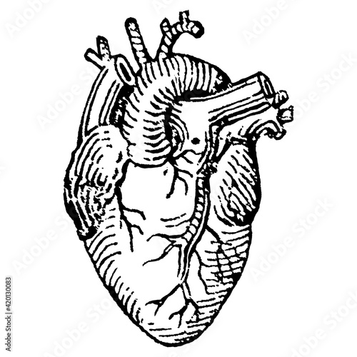 Vintage engraving of a human heart