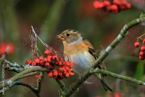Brambling bird, Fringilla montifringilla, in winter plumage feeding berries