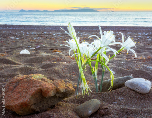 Sea Daffodil against the backdrop of island Rhodes, Pancratium maritimum. Carian Trail along the Aegean sea, Turkey. photo