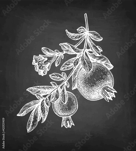 Pomegranate chalk sketch.
