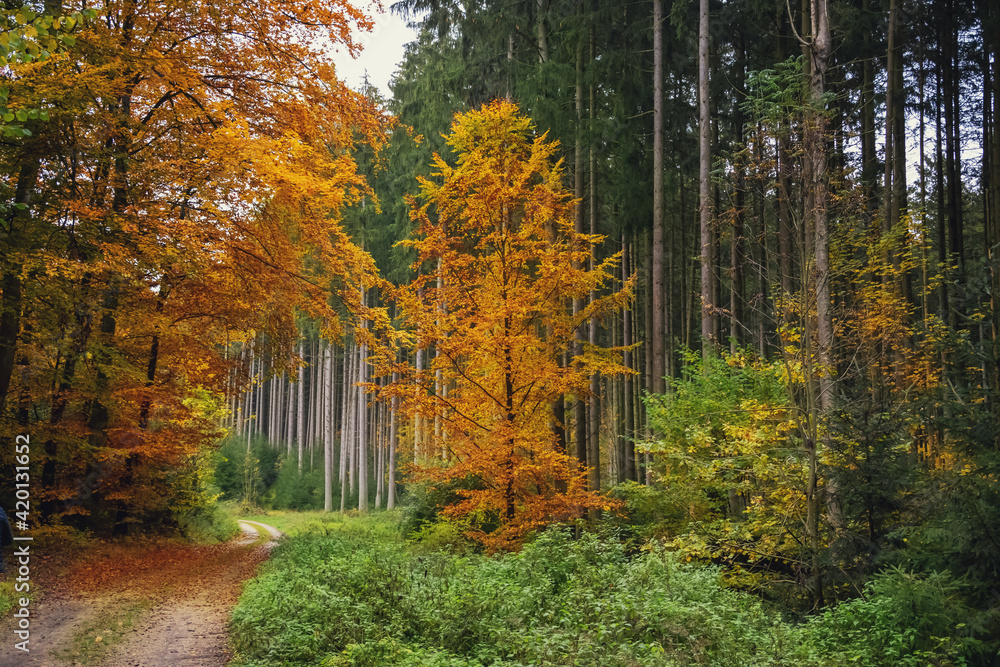 autumn photography of yellow trees in the forest