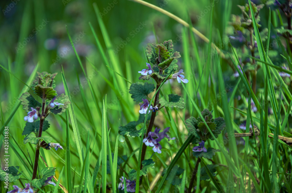 Spring or sommer meadow with grass and wild sage