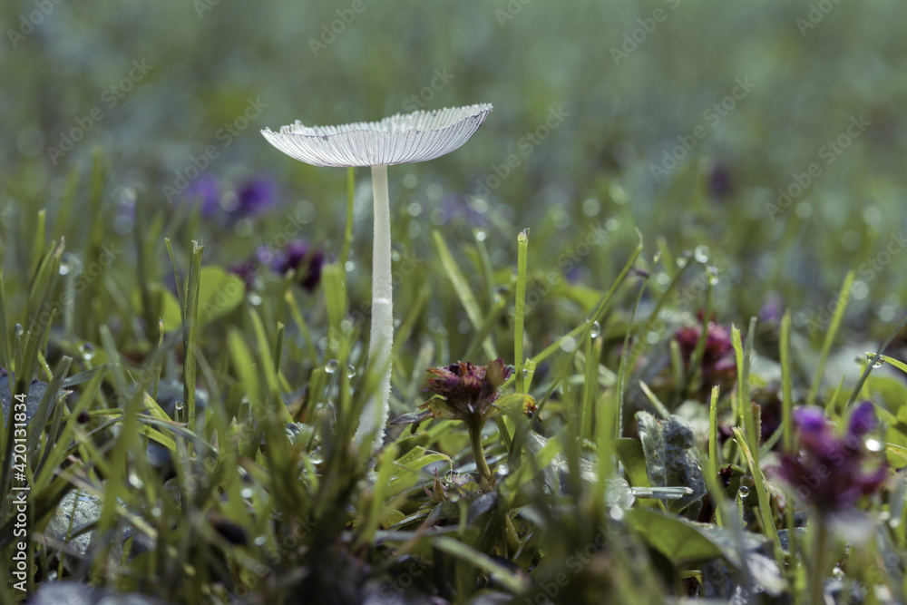 Mushrooms containing psilocybin grow on green moss. Mushrooms containing psilocybin grow on green moss.