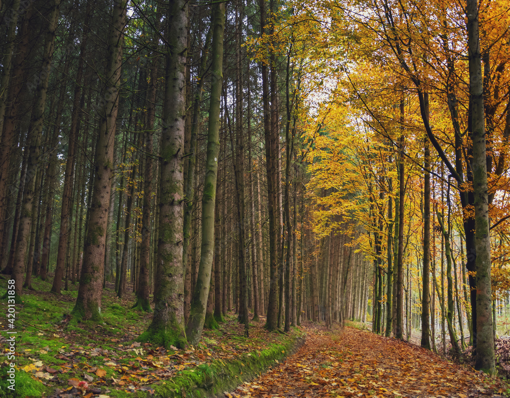 autumn photography of yellow trees in the forest autumn photography of yellow trees in the forest