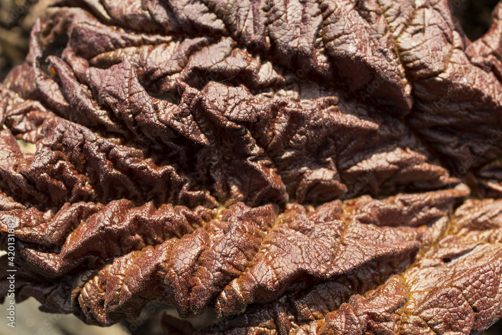 Background image of a leaf of a tree close up. Background image of a leaf of a tree close up.