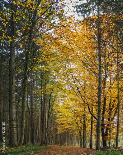 autumn photography of yellow trees in the forest
