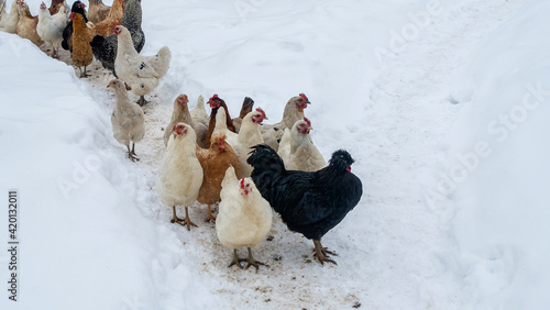 Group of beautiful domestic white hens and black rooster are walking through snow on a snowy winter day.. Chicken farm concept.