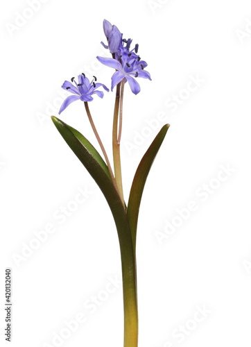 Two-leaf squill  Scilla bifolia  forest flowers isolated on white background  clipping path