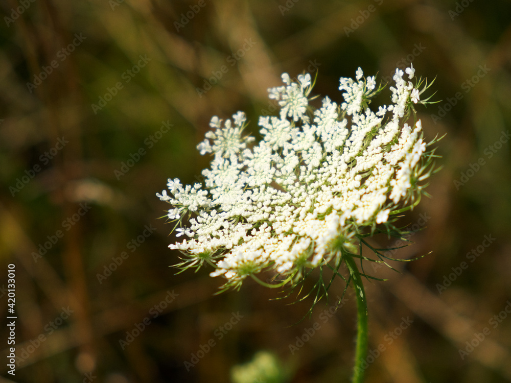 Hemlock. Herbaceous strong-smelling poisonous plant. Inflorescence of white flowers on a blurred background. Hemlock. Herbaceous strong-smelling poisonous plant. Inflorescence of white flowers on a blurred background.