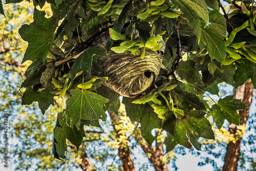 Bald Face Hornet(D. Maculata) enters a large paper wasp nest nest in a tree on a sunny summer day Bald Face Hornet(D. Maculata) enters a large paper wasp nest nest in a tree on a sunny summer day