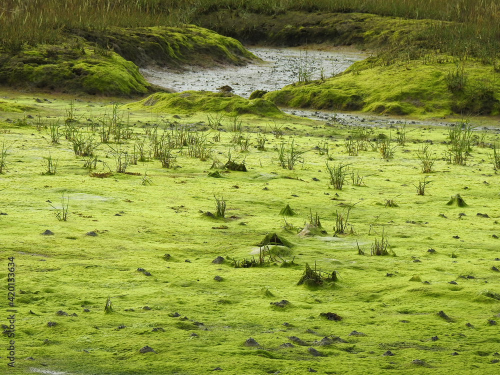 Floodland, green bottom and vegetation, water