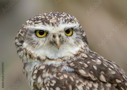 Portrait of a Burrowing owl (Athene cunicularia). Noord Brabant in the Netherlands. 