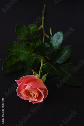 Fototapeta Naklejka Na Ścianę i Meble -  Blooming, red rose on a dark stone background. 