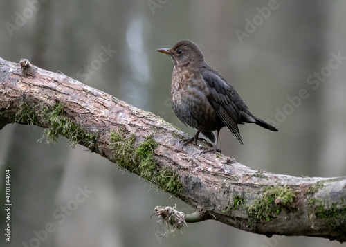 Female Blackbird (Turdus merula) on a branch in the forest of Noord Holland in the Netherlands. 