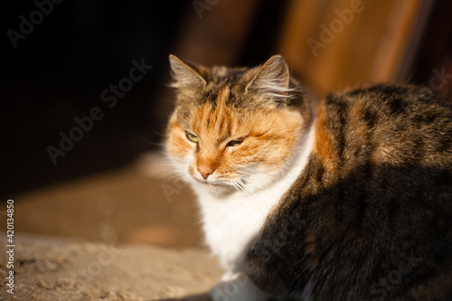 Domestic cat. Photo of a cat.  © Brylynskyi