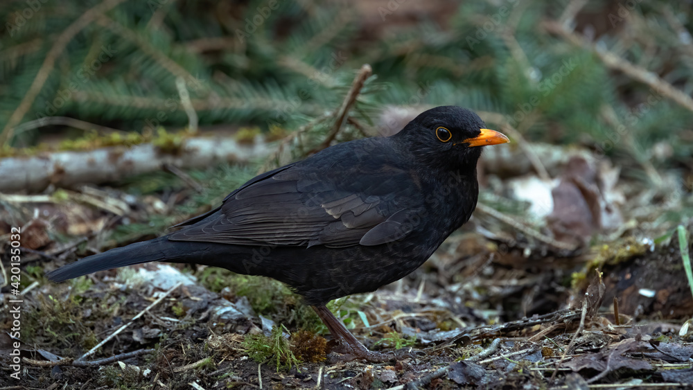 bird, taube, natur, tier, black, wild lebende tiere, amsel, schnabel, bird, taube, natur, tier, black, wild lebende tiere, amsel, schnabel,