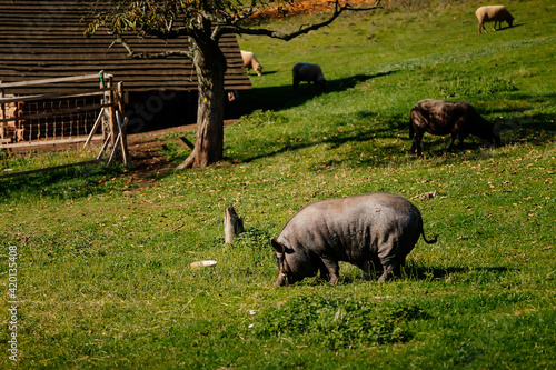 Small farm under castle Tocnik, autumn landscape, sunny day, big black haired pig graze on lawn among the trees, Vietnamese pot-bellied pork in field, countryside, fresh green grass, Czech Republic