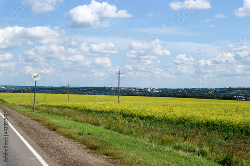 asphalt road in the countryside surroiunded by rapeseed fields in Russia © Sergei Timofeev